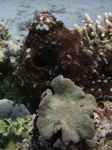 海底世界珊瑚礁上的章鱼。