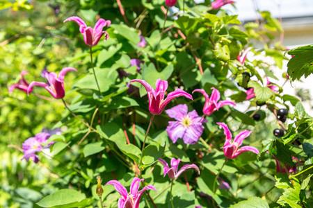 美丽的 铁线莲 粉红色 花园 威尔士 植物 春天 夏天 公主