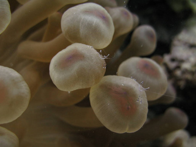 宏伟的海葵虾海葵触须上的半透明小虾.照片
