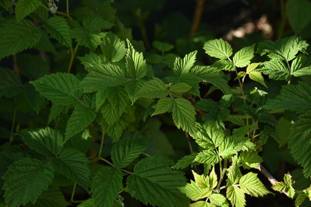 夏天 维生素 甜的 美丽的 植物区系 水果 自然 覆盆子