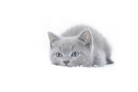 英国短毛猫纯种小猫蓝灰色毛皮一只英国小猫睡在粉红色的毯子上.