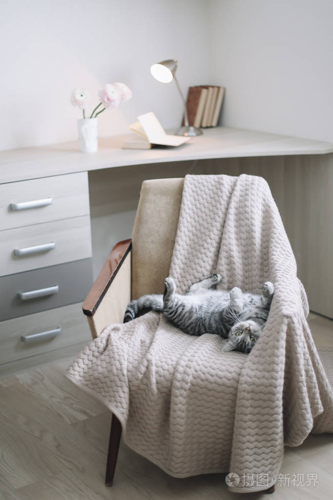 家宠物可爱的小猫躺在椅子上可爱的苏格兰直猫躺在扶手椅上猫的肖像