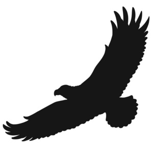 飞翔的野鸟,翱翔的雄鹰的剪影照片