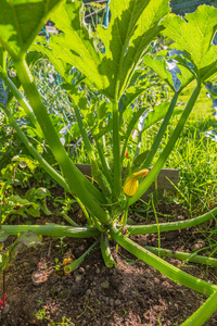 农场 夏天 环境 领域 水果 生长 花园 植物区系 植物