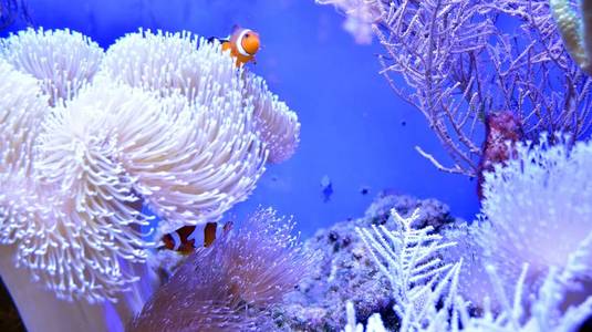 水族馆 动物 暗礁 水肺 小丑 野生动物 海洋 水下 雀鲷科