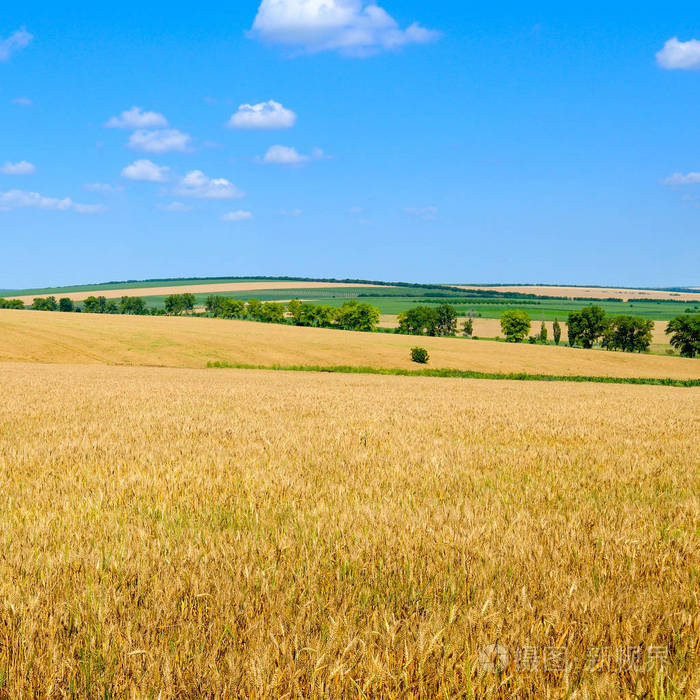 金色麦田蓝天