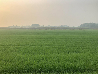泰国早上的稻田