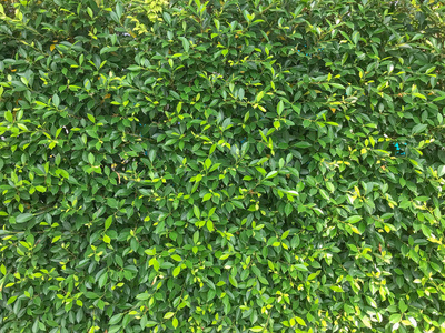 模式具有天然树叶图片