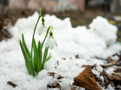 白番红花白番红花在雪地里发芽开花.照片