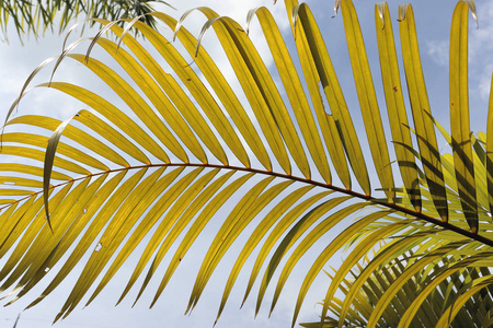 植物区系 热带 棕榈 植物 水疗中心 特写镜头 美女 雨林