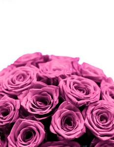 奢华的紫色玫瑰花束，盛开的花朵如同花朵的花朵