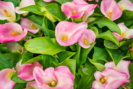 卡拉百合粉色花朵背景图片