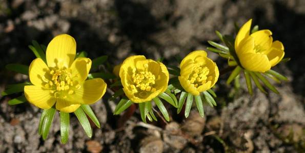 春天 开花 花的 颜色 花瓣 番红花 特写镜头 盛开 植物区系