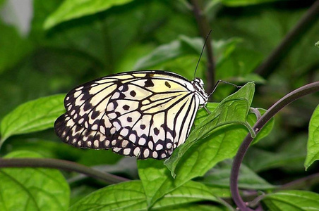 夏天 翅膀 植物 特写镜头 野生动物 昆虫 动物 自然 蝴蝶