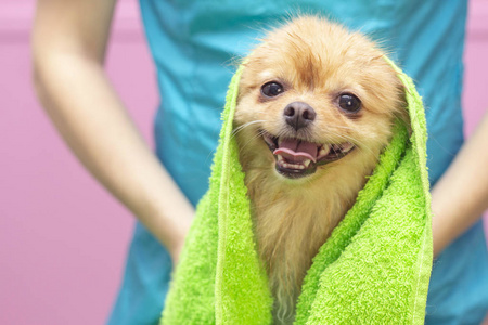 健康 照顾 美容师 肥皂 猎犬 美女 梳毛 淋浴 沐浴 过程