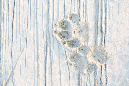 新水泥上的狗爪脚印照片