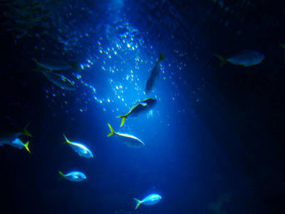 抽象的水下场景,阳光和深蓝大海中的小鱼照片