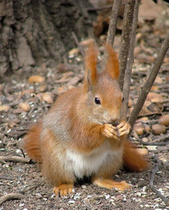 森林 动物群 公园 可爱的 松鼠 动物 野生动物 自然 毛茸茸的