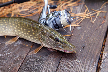 Freshwater pike and fishing equipment lies on wooden background 