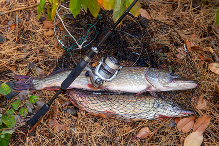 Freshwater pike fish. Big freshwater pike fish lies on keep net 