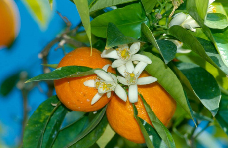 流血 西西里岛 意大利 水果 橘子 花儿