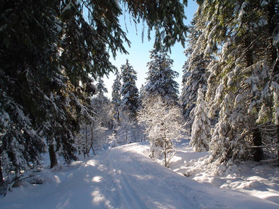 圣诞节 森林 松木 冬天 树脂 场景 旅行 寒冷的 自然