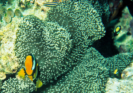 生物 在下面 美女 墙纸 自然 水下 动物 潜水 环境 殖民地