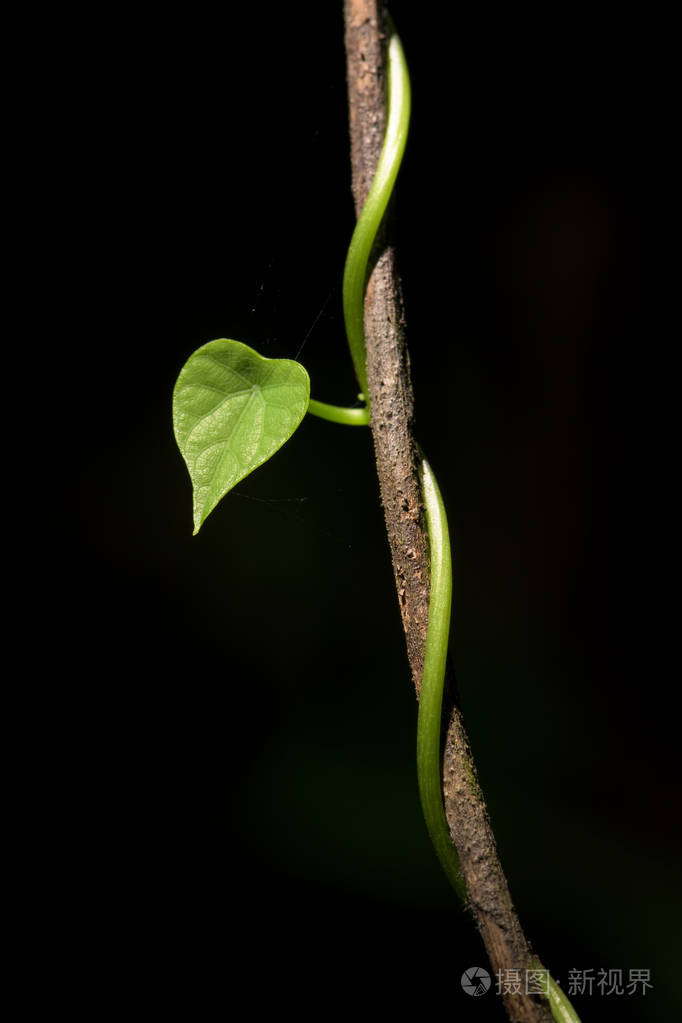 缠绕在树枝上的心形常春藤