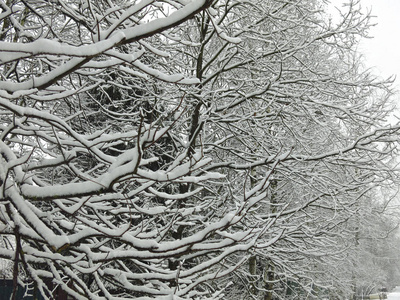 冬天 寒冷的 季节 环境 木材 公园 自然 分支 毛茸茸的