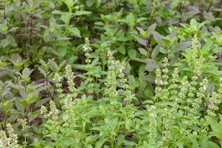 菜园甜罗勒植物特写