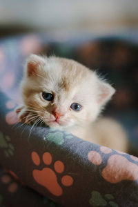毛皮 动物 基蒂 斑猫 眼睛 小猫 哺乳动物 美丽的 可爱的