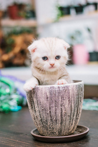 动物 小猫 肖像 毛茸茸的 宠物 宝贝 眼睛 可爱极了 猫科动物