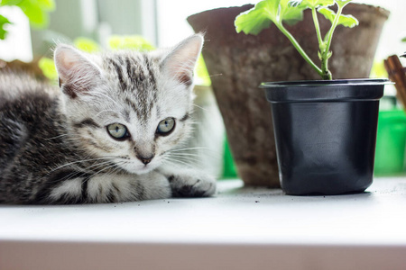 植物 肖像 自然 可爱极了 猫科动物 近的 眼睛 动物 宠物