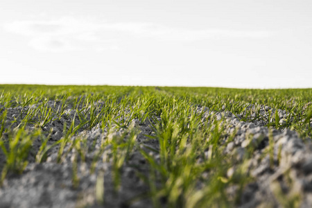 生长在土壤中的青小麦.农业加工.