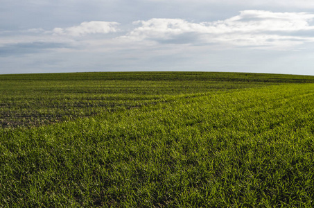 生长在土壤中的青小麦.农业加工.