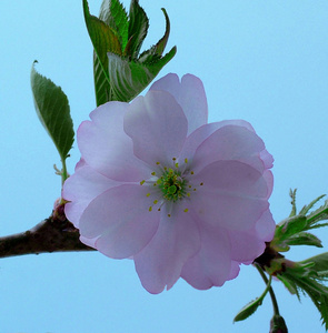 自然 花瓣 植物区系 盛开 花园 粉红色 开花 樱桃 美丽的