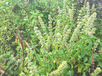 花园里的罗勒植物特写镜头