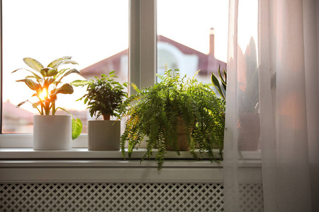 公寓 蕨类植物 太阳 花的 环境 植物 阳光 花盆 生物学