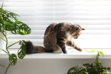 照顾 安慰 室内植物 休息 怪兽 猫科动物 毛皮 植物 长的