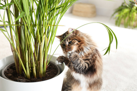可爱的 室内植物 朋友 房子 放松 猫科动物 可爱极了 快乐
