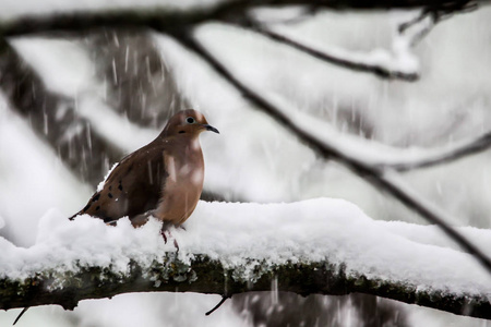 Turtledove in winter 