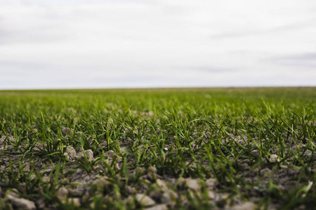 生长在土壤中的青小麦.农业加工.
