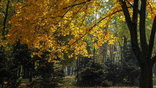 sunny autumn day in the park with yellow maple branches 