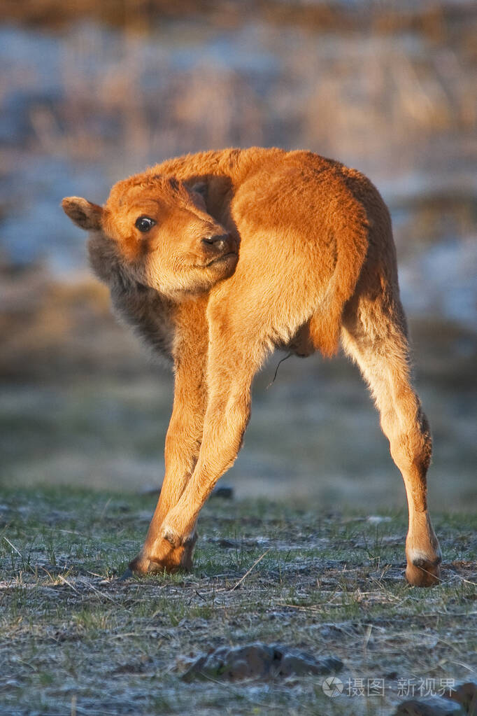 twistedcutesmallgoldenbisonbuffalocalflookingback