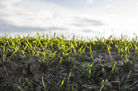 生长在土壤中的青小麦.农业加工.