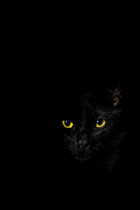 黑底黑猫