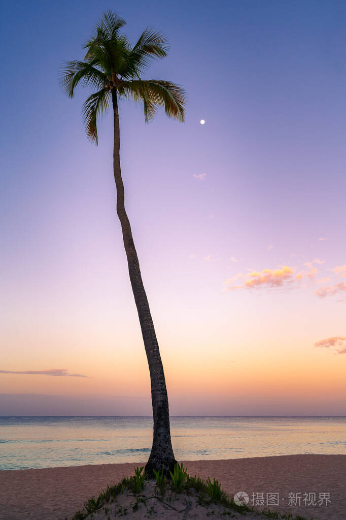夕阳余晖中椰子树的剪影
