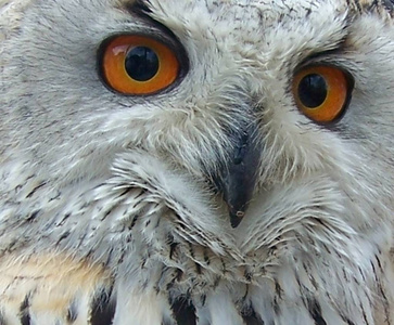 野生动物 猎物 特写镜头 自然 眼睛 肖像 面对 猫头鹰