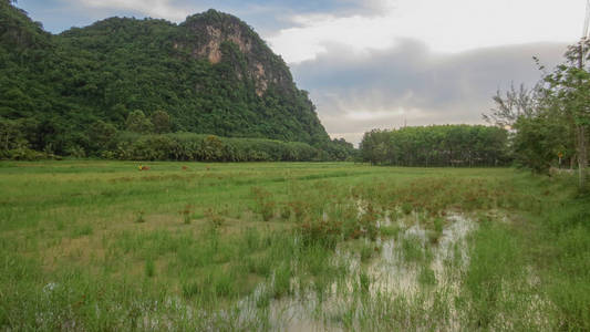 泰国法塔隆，美丽的稻田，早晨有山