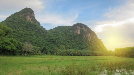 泰国法塔隆，美丽的稻田，早晨有山